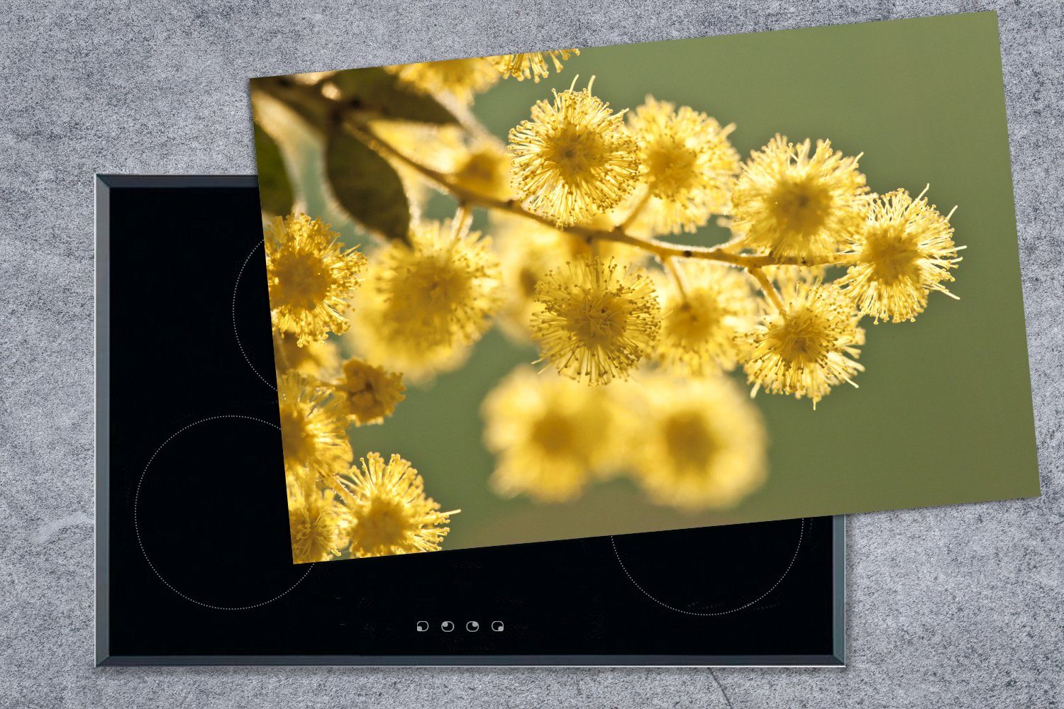 Induktionskochfeld Ceranfeldabdeckung Vinyl, (1 Nahaufnahme cm, vor die MuchoWow von 81x52 für Akazienblüten Herdblende-/Abdeckplatte grünen küche, Hintergrund, gelben Schutz tlg), einem