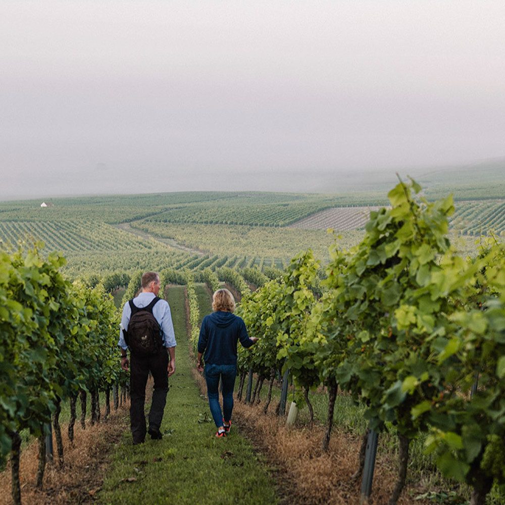 Jochen Schweizer Erlebnisgutschein Genusswandern in Rheinhessen Mommenheim für 2 (1 Nacht), Wanderauszeit Rheinhessen: Weinberge entdecken