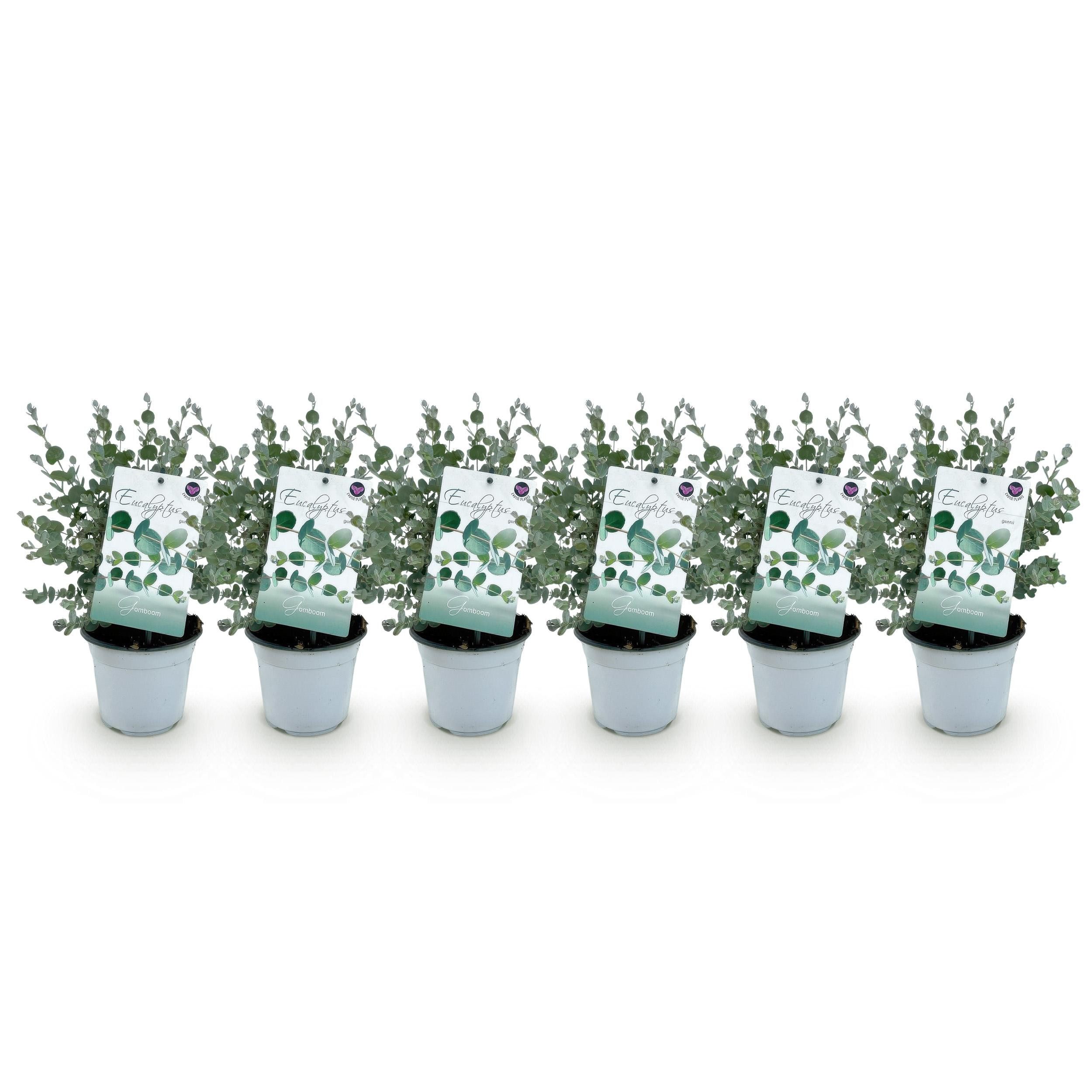 Exotenherz Kübelpflanzen Exotenherz - Eukalyptus Eucalyptus gunni 6er Set winterhart 14cm Topf