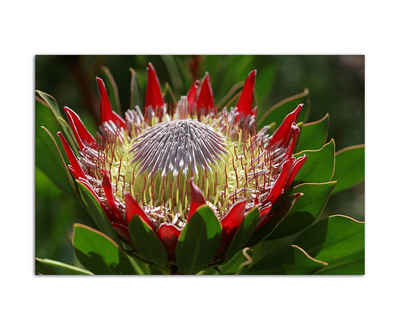 Sinus Art Leinwandbild 120x80cm Blüte Blume exotisch Hawaii