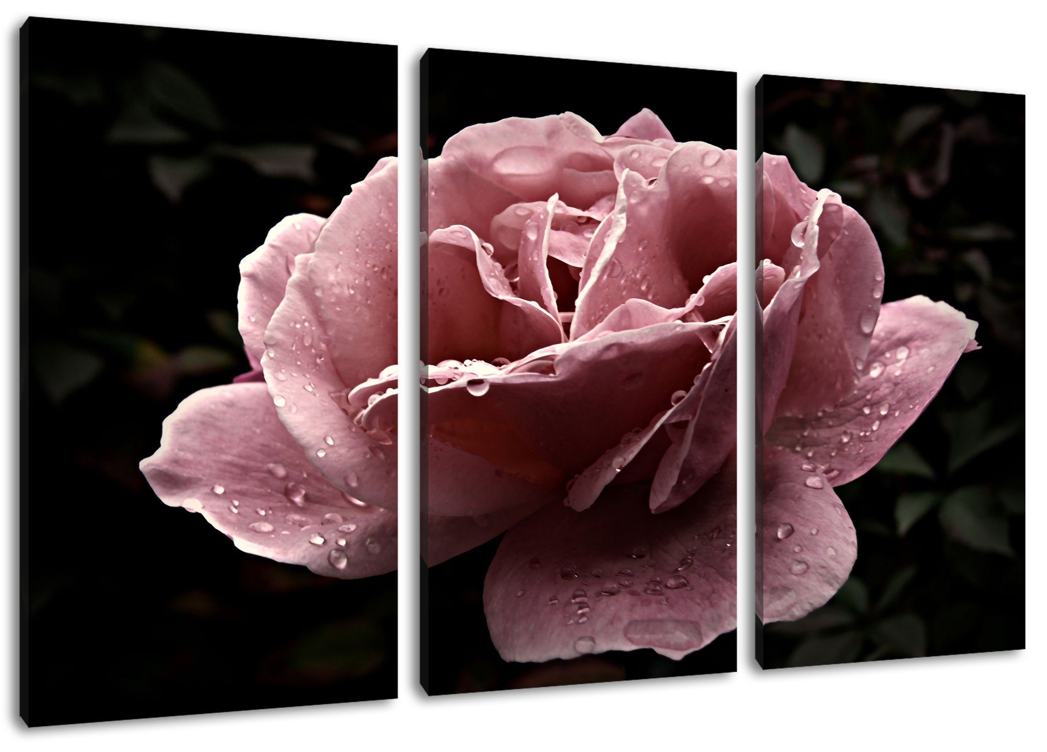 Zackenaufhänger rosafarbene St), zarte (120x80cm) inkl. Rosenblüte zarte (1 Leinwandbild fertig Leinwandbild Pixxprint rosafarbene 3Teiler Rosenblüte, bespannt,