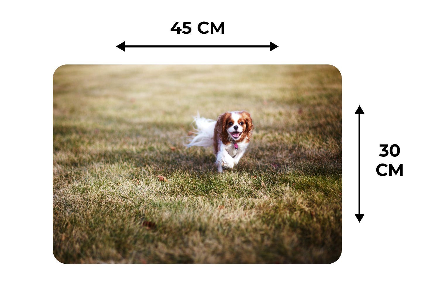 Platzmatte, Gras, Platzdecken, weiblicher Charles im Ein Platzset, Tischmatten, King Platzset, Spaniel (6-St), Schmutzabweisend Cavalier MuchoWow,