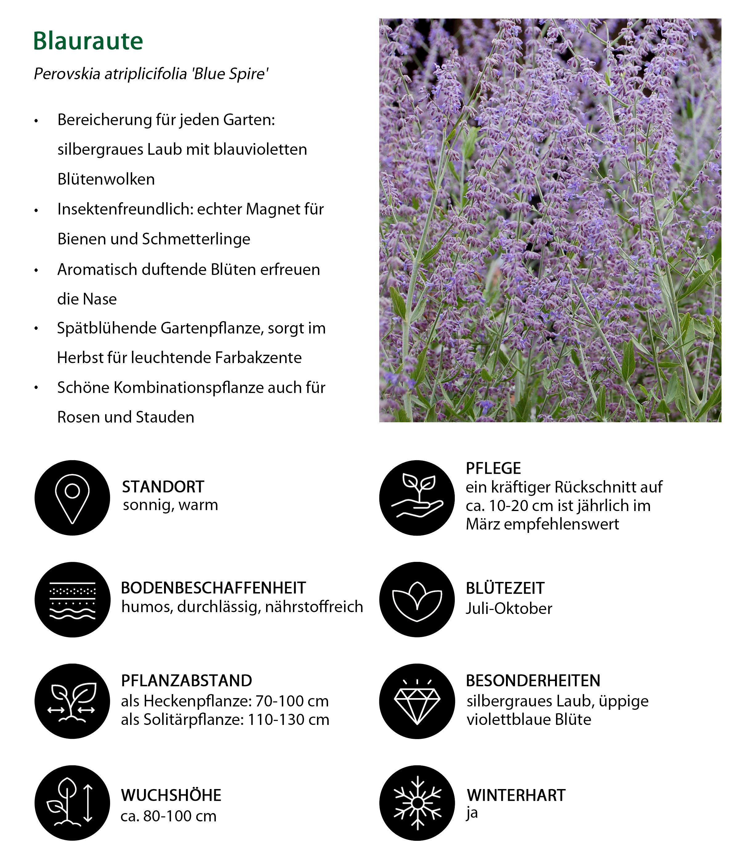 Dehner Gehölze Blauraute Blue Spire, duftende violettblaue Blüten