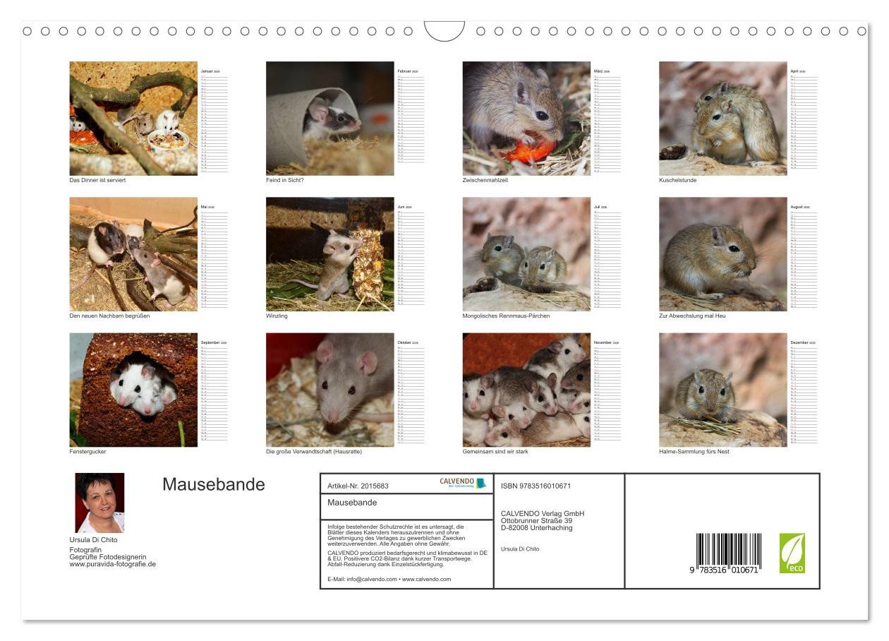 Thumbnail - CALVENDO Wandkalender Mausebande (Wandkalender 2026 DIN A3 quer), CALVENDO Monatskalender