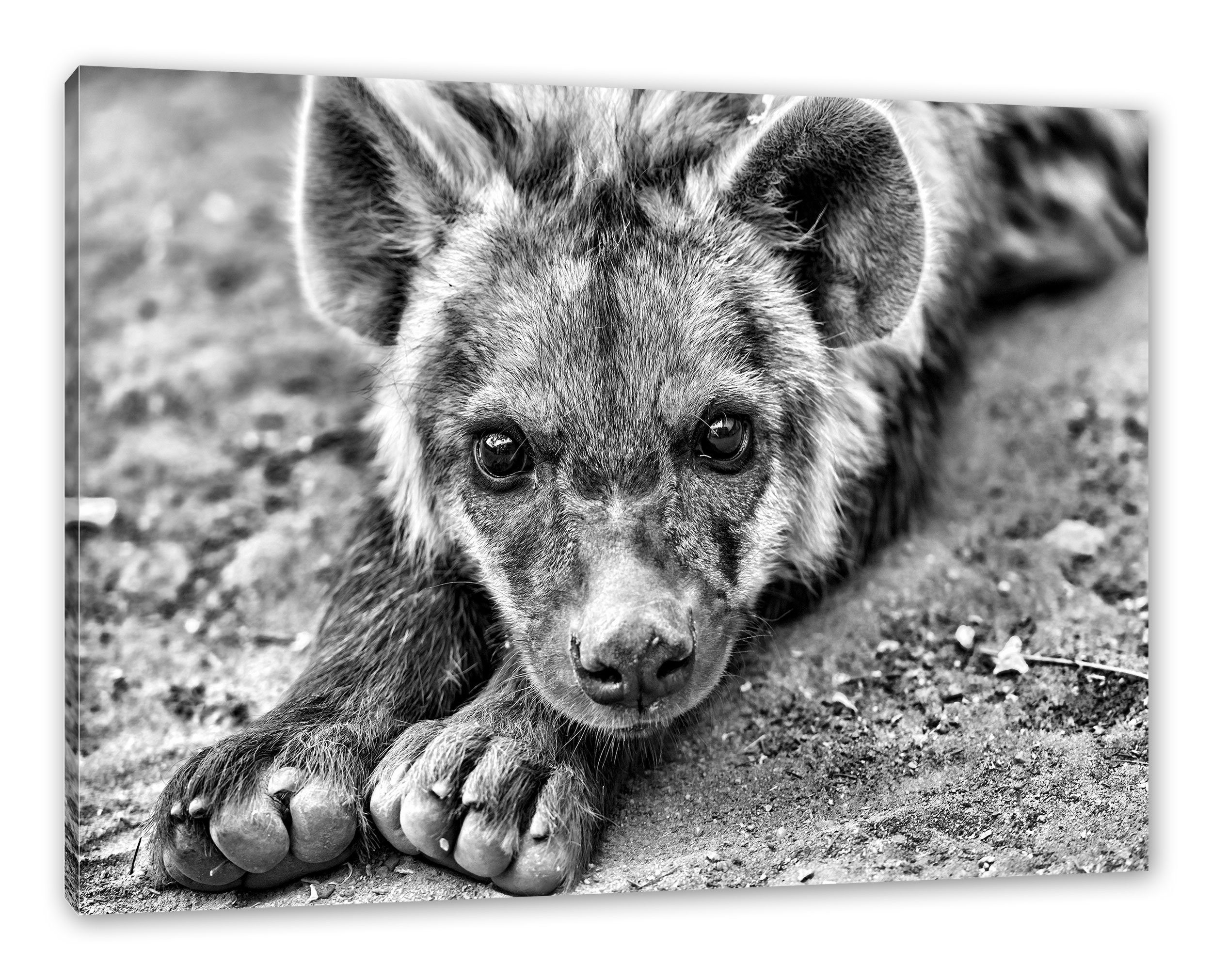 Pixxprint Leinwandbild inkl. Leinwandbild niedliche Hyäne, Hyäne bespannt, Zackenaufhänger fertig niedliche (1 St)