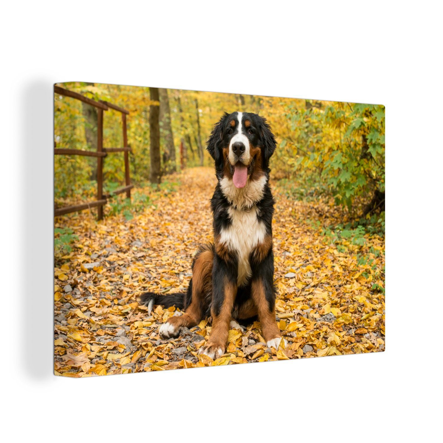 OneMillionCanvasses® Leinwandbild Ein Berner Sennenhund mit schönem Herbstlaub, (1 St), Wandbild Leinwandbilder, Aufhängefertig, Wanddeko, 30x20 cm