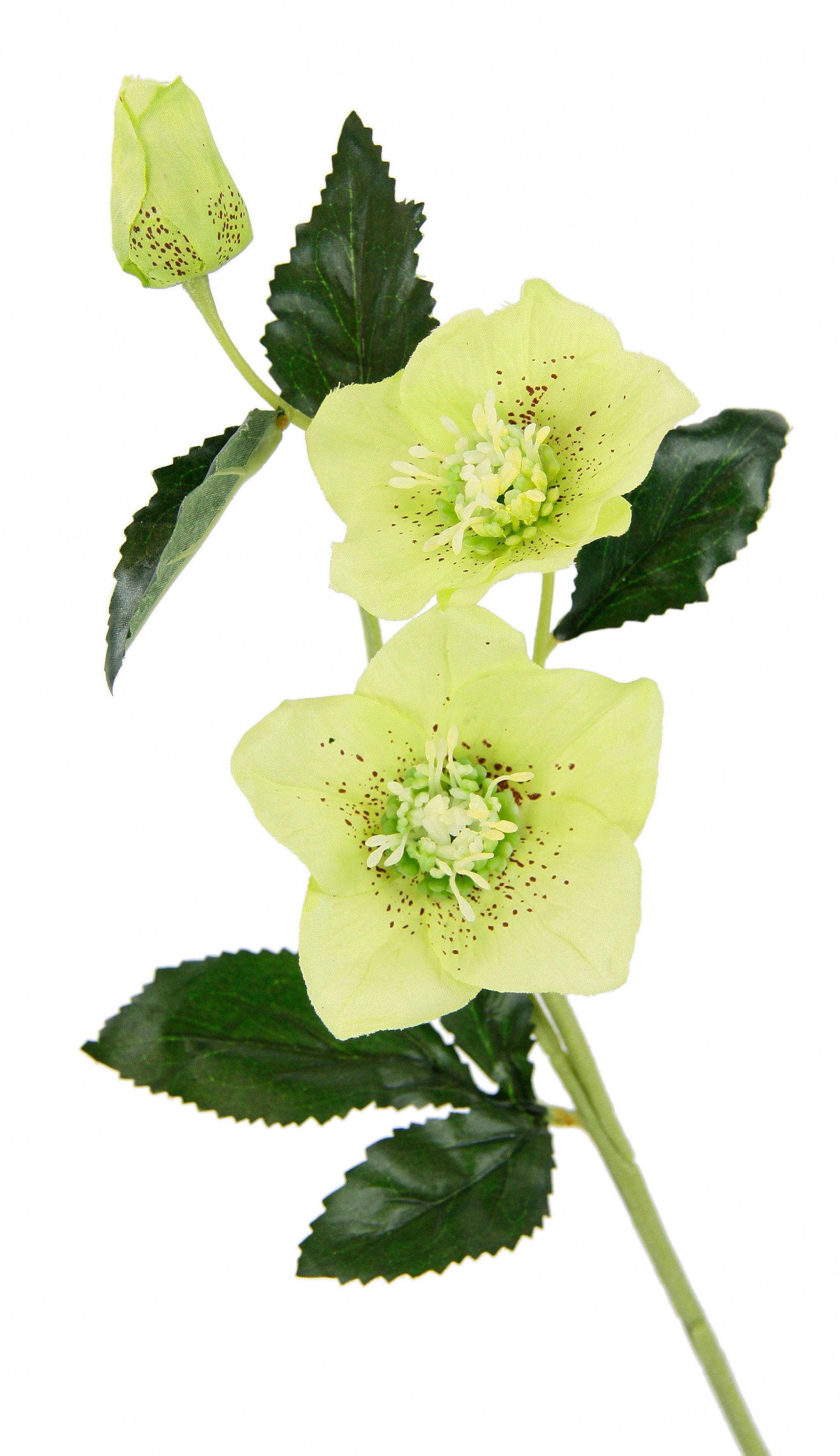 Kunstblume Christrose, I.GE.A., Höhe 57 cm, Künstlich Seidenblumen, 5er Set