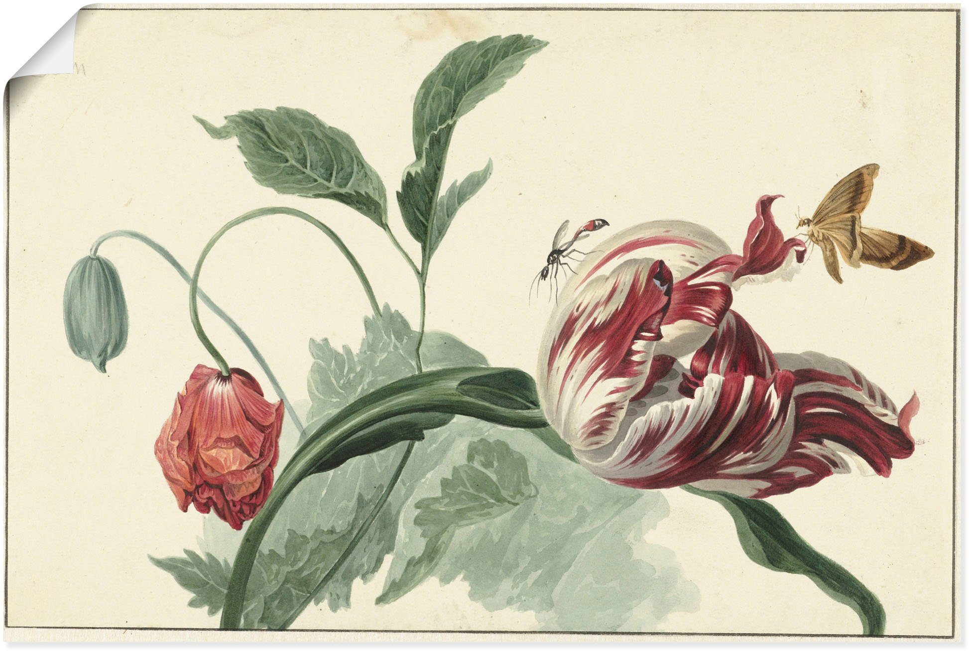 Artland Wandbild Tulpe und Mohn., Blumenbilder (1 St), als Alubild, Leinwandbild, Wandaufkleber oder Poster in versch. Größen | Poster