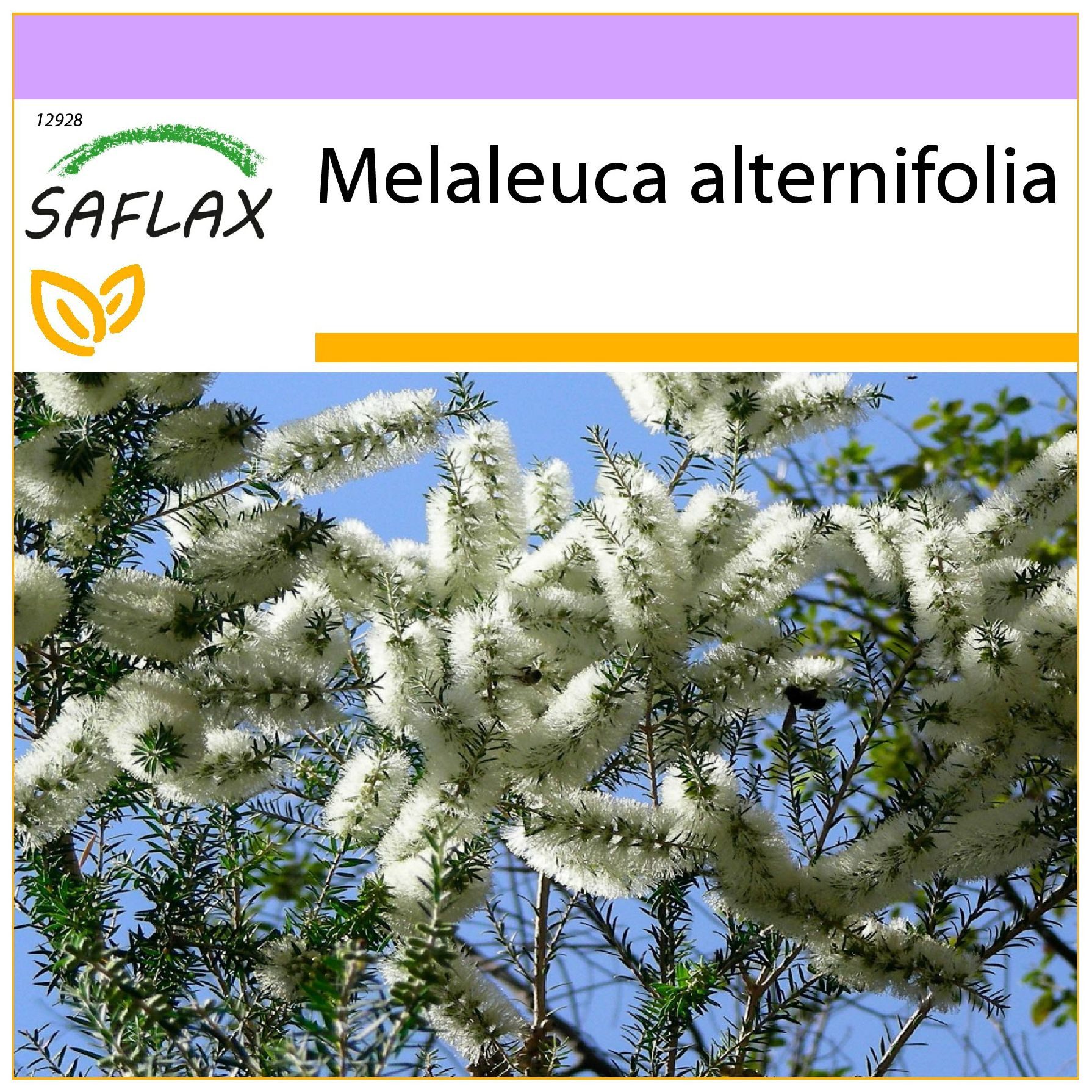 SAFLAX Blumensamen SAFLAX - Samen - Australischer Teebaum