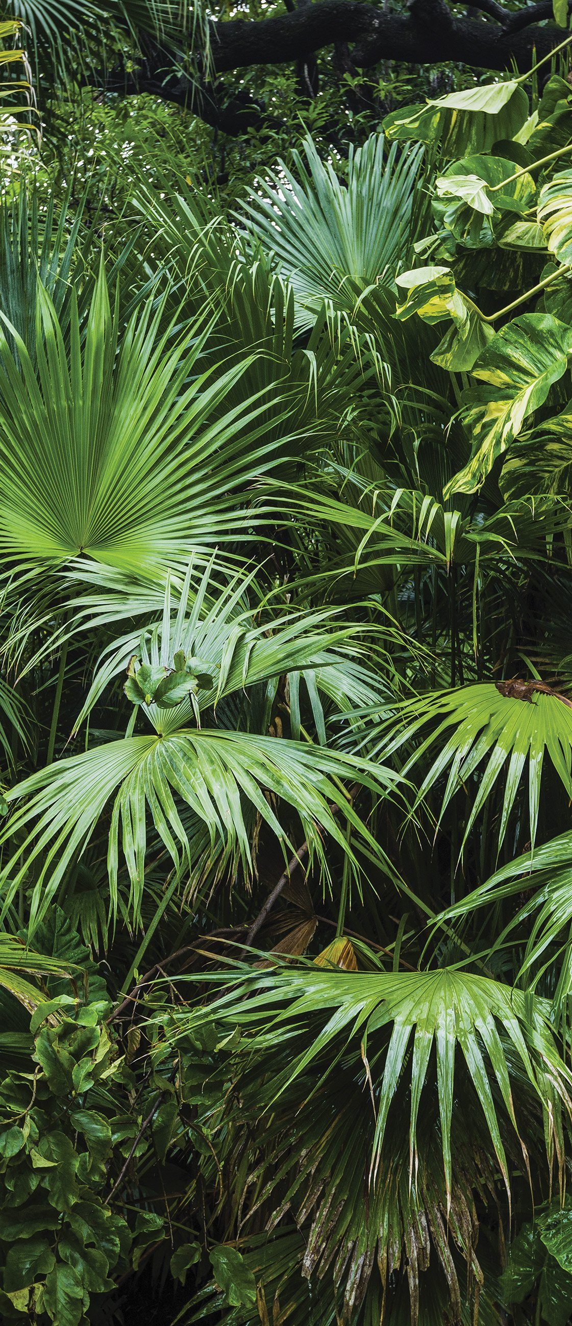 Wallarena Türtapete Selbstklebend Wald Dschungel Natur günstig online kaufen