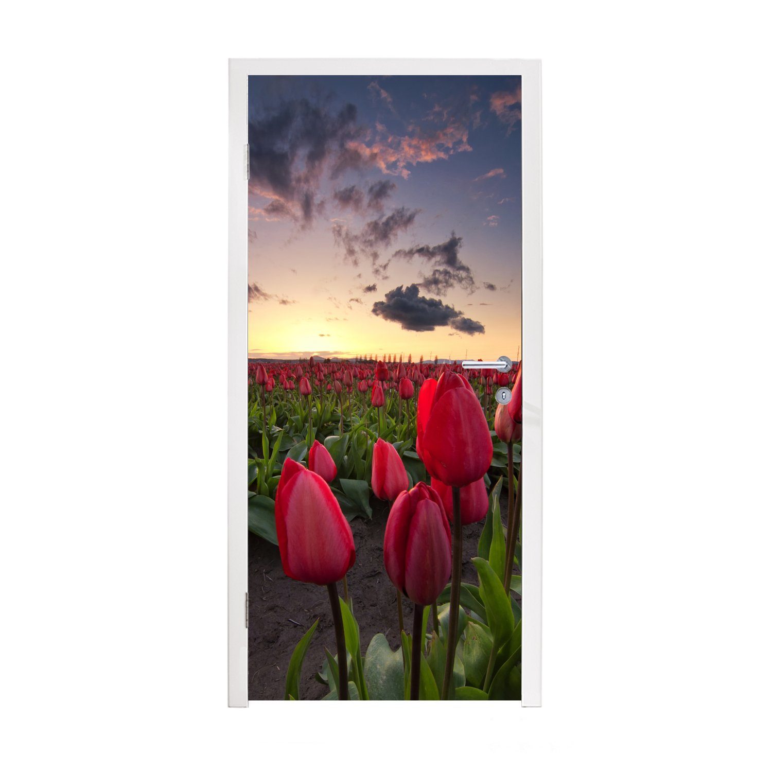für bedruckt, ein (1 Tulpen Türaufkleber, und St), cm Matt, MuchoWow Türtapete Tür, Rote Sonnenuntergang, Fototapete 75x205