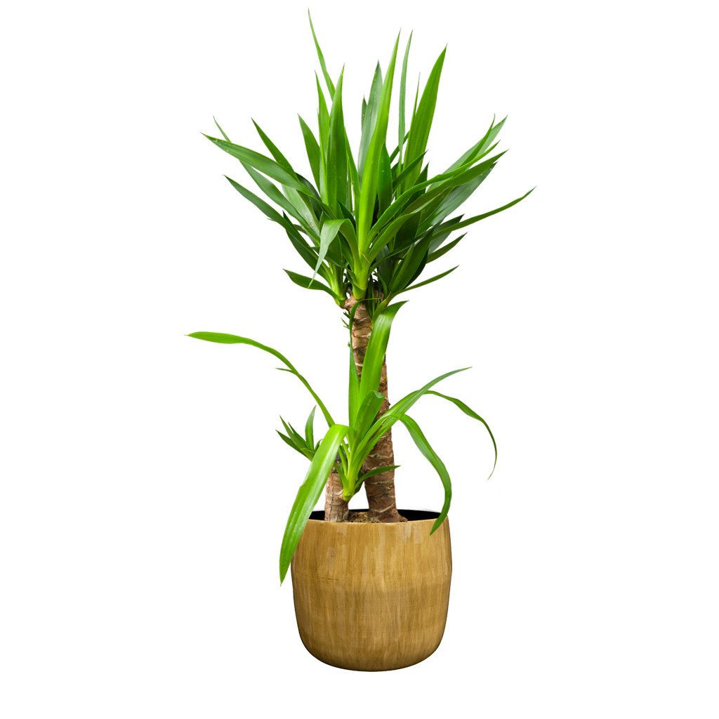 Green Me Up Zimmerpflanze Yucca Palme, Wächst in Erde, Pflege gleich null
