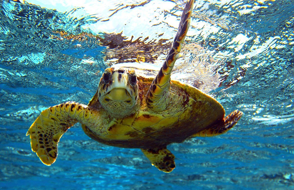 Papermoon Fototapete Schildkröte im Wasser