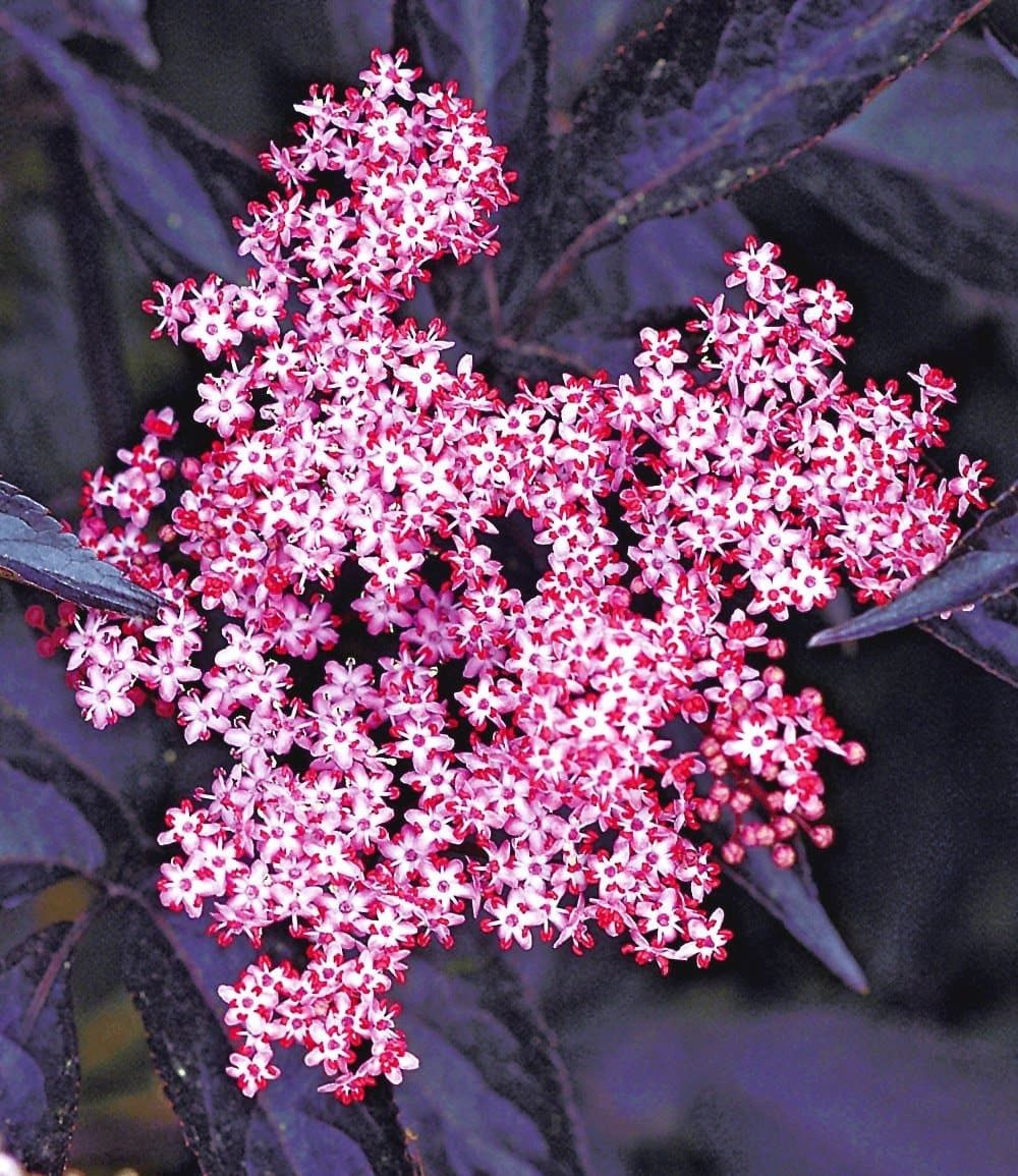 BALDUR Garten Obstpflanze Holunder Sambucus nigra 'Thundercloud', 1 St., Holunderblütensirup,winterhart, mehrjährig, pflegeleicht