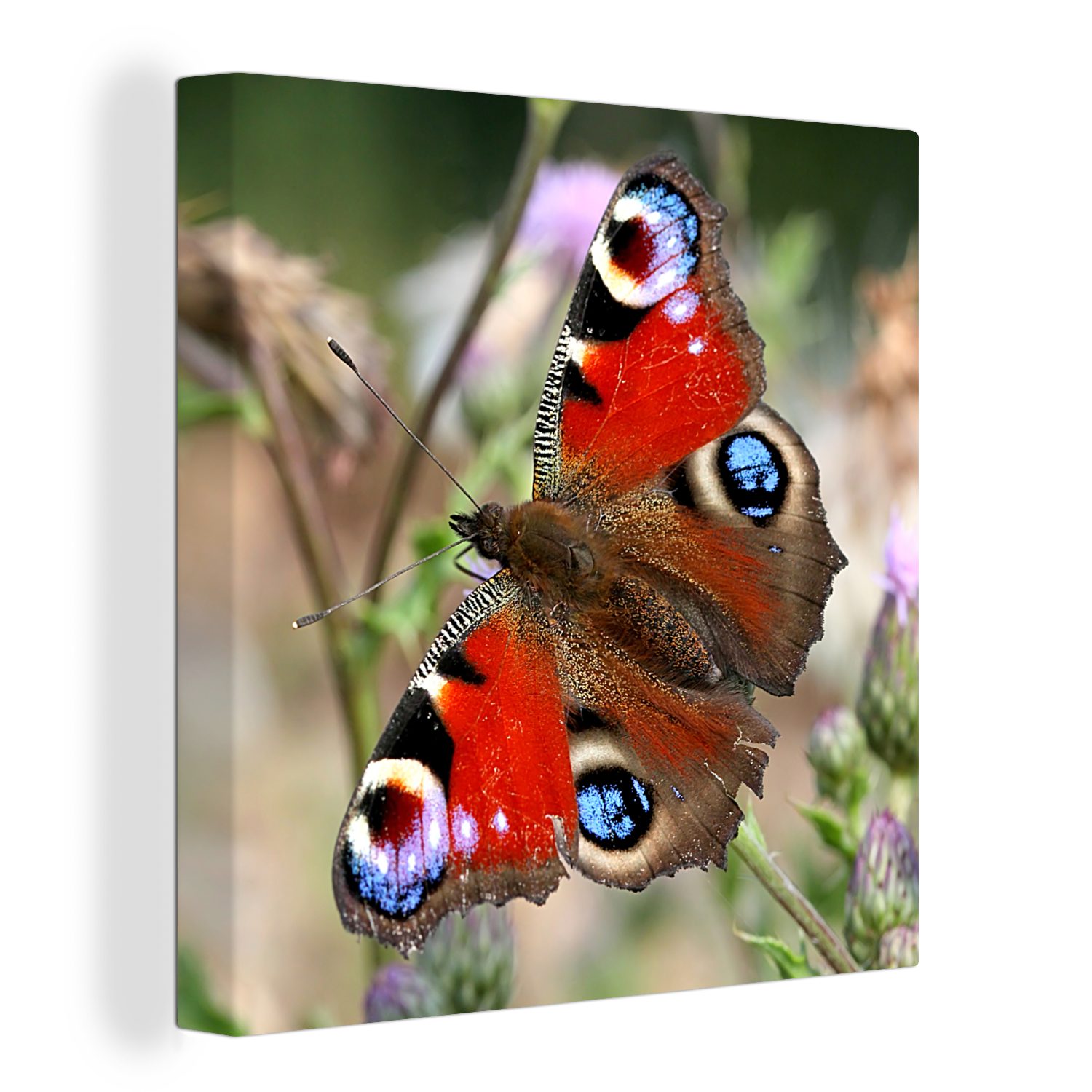 OneMillionCanvasses® Leinwandbild Tagpfauenauge Schmetterling, (1 St), Leinwand Bilder für Wohnzimmer Schlafzimmer