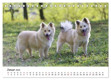 CALVENDO Wandkalender Islandhunde (Tischkalender 2024 DIN A5 quer), CALVENDO Monatskalender