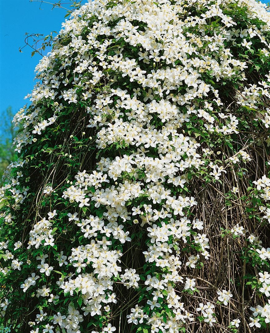 Pflanzen für Dich Kletterpflanze Clematis montana Grandiflora, 1 St., Berg-Waldrebe, Anemonen-Waldrebe, weißblühend, schnellwachsend