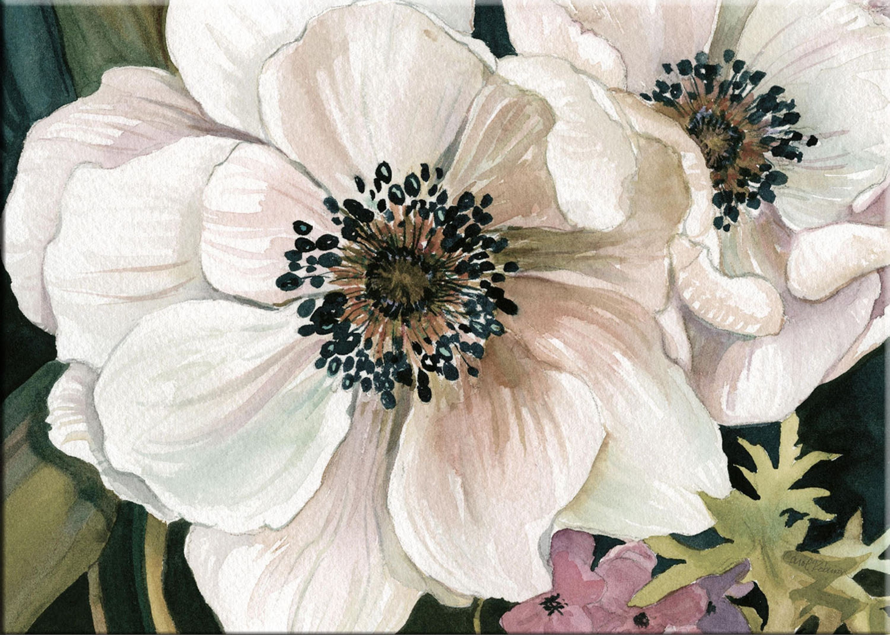 Leinwand Kunst-Edition Carol auf Bild Robinson: 70x50cm artissimo Blüte, artissimo Leinwandbild I Study Aquarell Blume Anemone