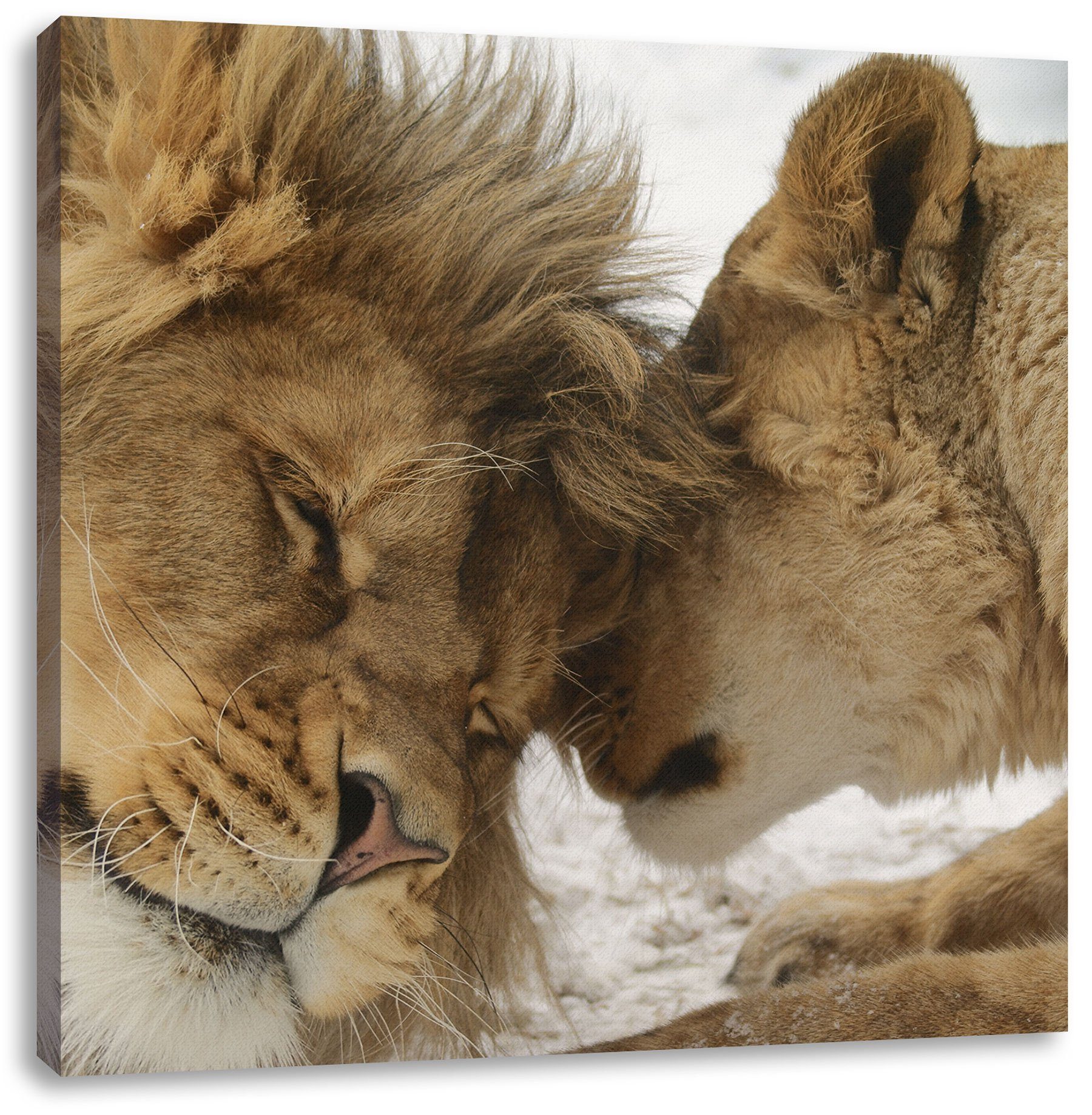 Pixxprint Leinwandbild inkl. Löwen, Kuschelnde St), Leinwandbild Zackenaufhänger (1 bespannt, Löwen Kuschelnde fertig