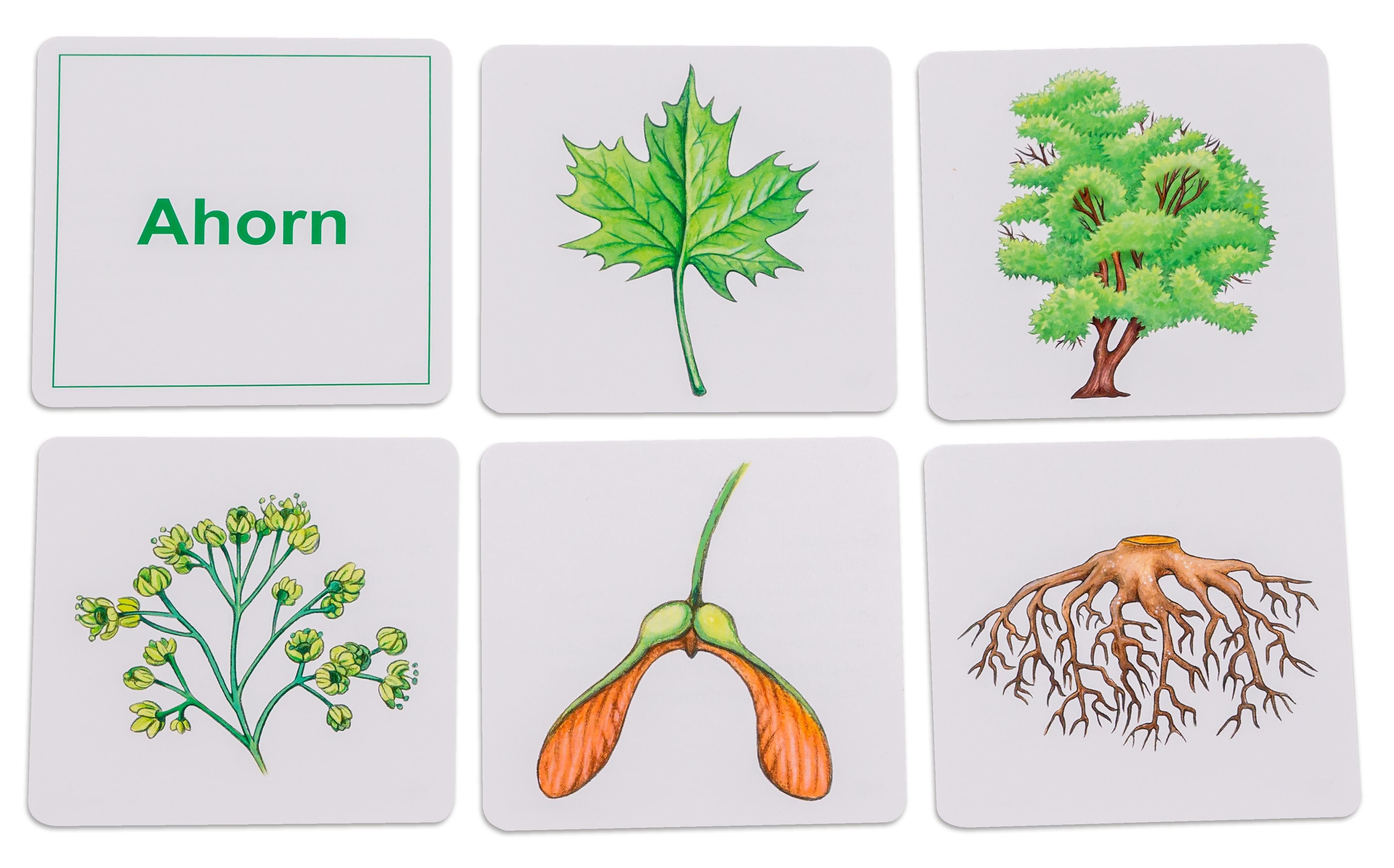 Betzold Karteikarten Willst du's wissen? Bäume