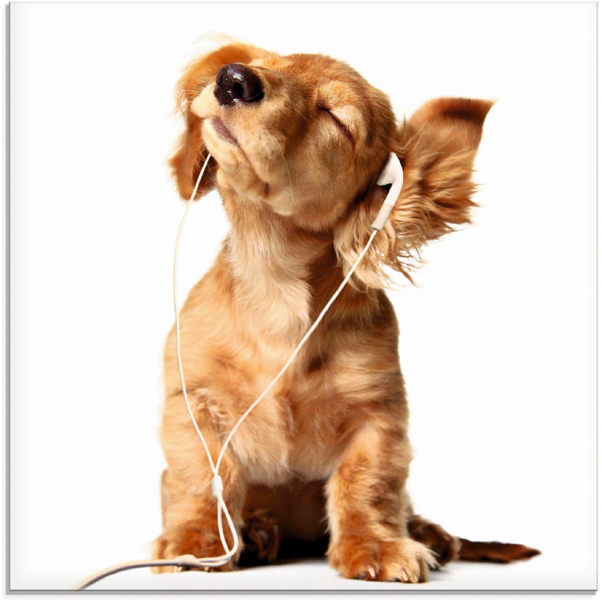 Artland Glasbild Junger Hund hört verschiedenen (1 Haustiere über St), Größen Musik in Kopfhörer