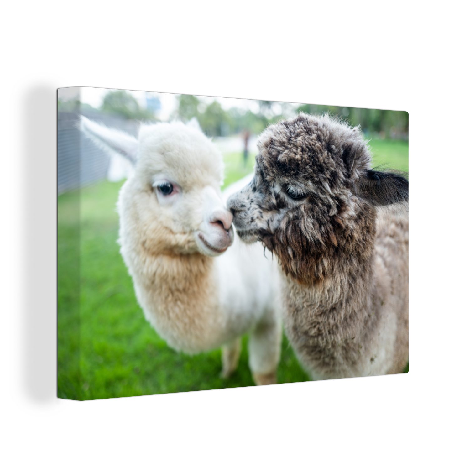 OneMillionCanvasses® Leinwandbild Liebe - Alpaka - günstig online kaufen