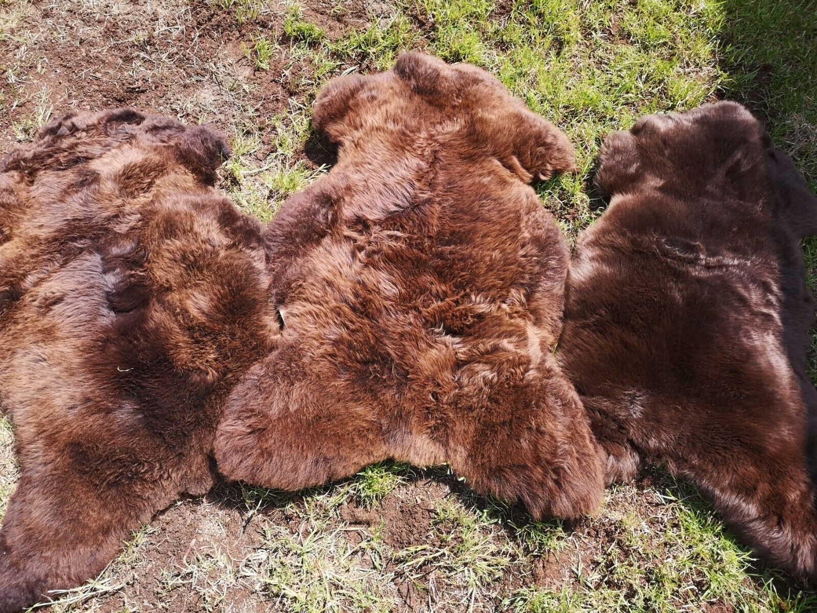 Provellus Fellteppich Natur Schaffell Lammfell S–XXXL günstig online kaufen