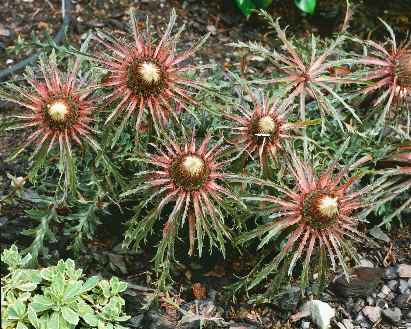 Pflanzen für Dich Staude Carlina acaulis ssp.simplex, 1 St., Silberdistel, Eberwurz