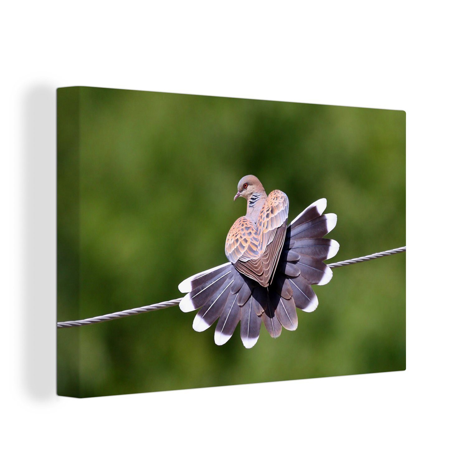 cm Leinwandbild Vogel, OneMillionCanvasses® - 30x20 Wanddeko, Leinwandbilder, Wandbild Federn Aufhängefertig, St), (1 - Turteltaube