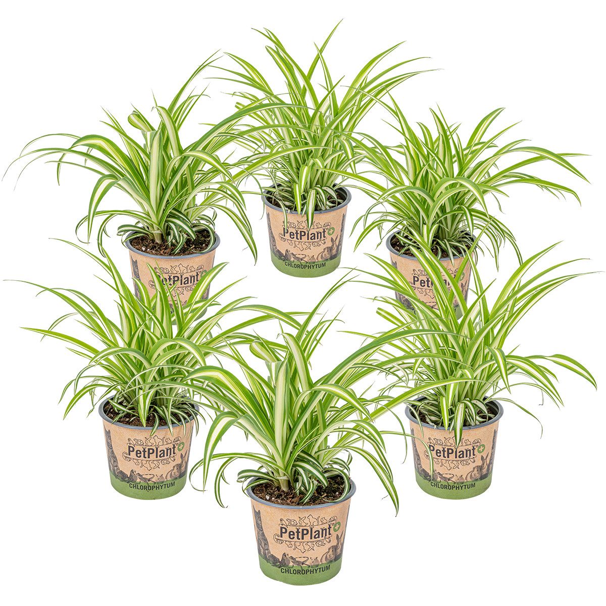 Bloomique Zimmerpflanze Bloomique - 6er-Set - Chlorophytum Variegatum - Grünlilie - Zimmerpfla, 6 St.