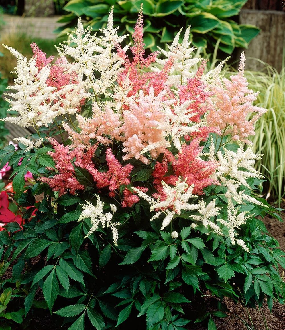 BALDUR Garten Staude Astilben-Mix 'Rosa & Weiß', 4 St., Prachtspiere, winterhart, mehrjährig, pflegeleicht