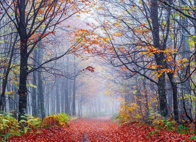 Papermoon Fototapete »Foggy Autumn Forest Road«, glatt-Otto