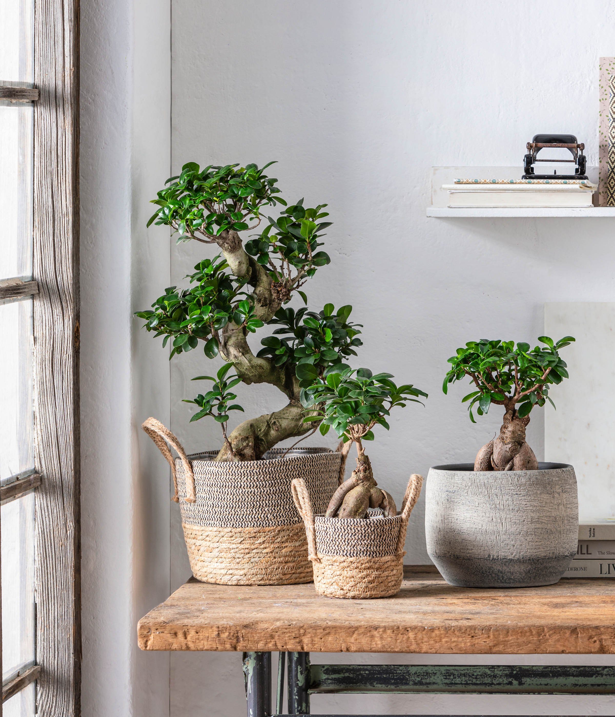 Dehner Blumentopf Elias, versch. Größen, Keramik, creme, handgefertigt, rob günstig online kaufen