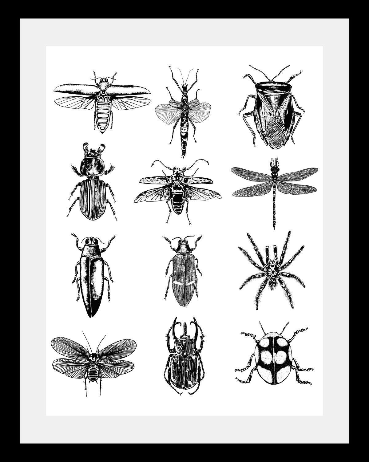 queence Bild Insekten, in 3 Größen, gerahmt | Kunstdrucke