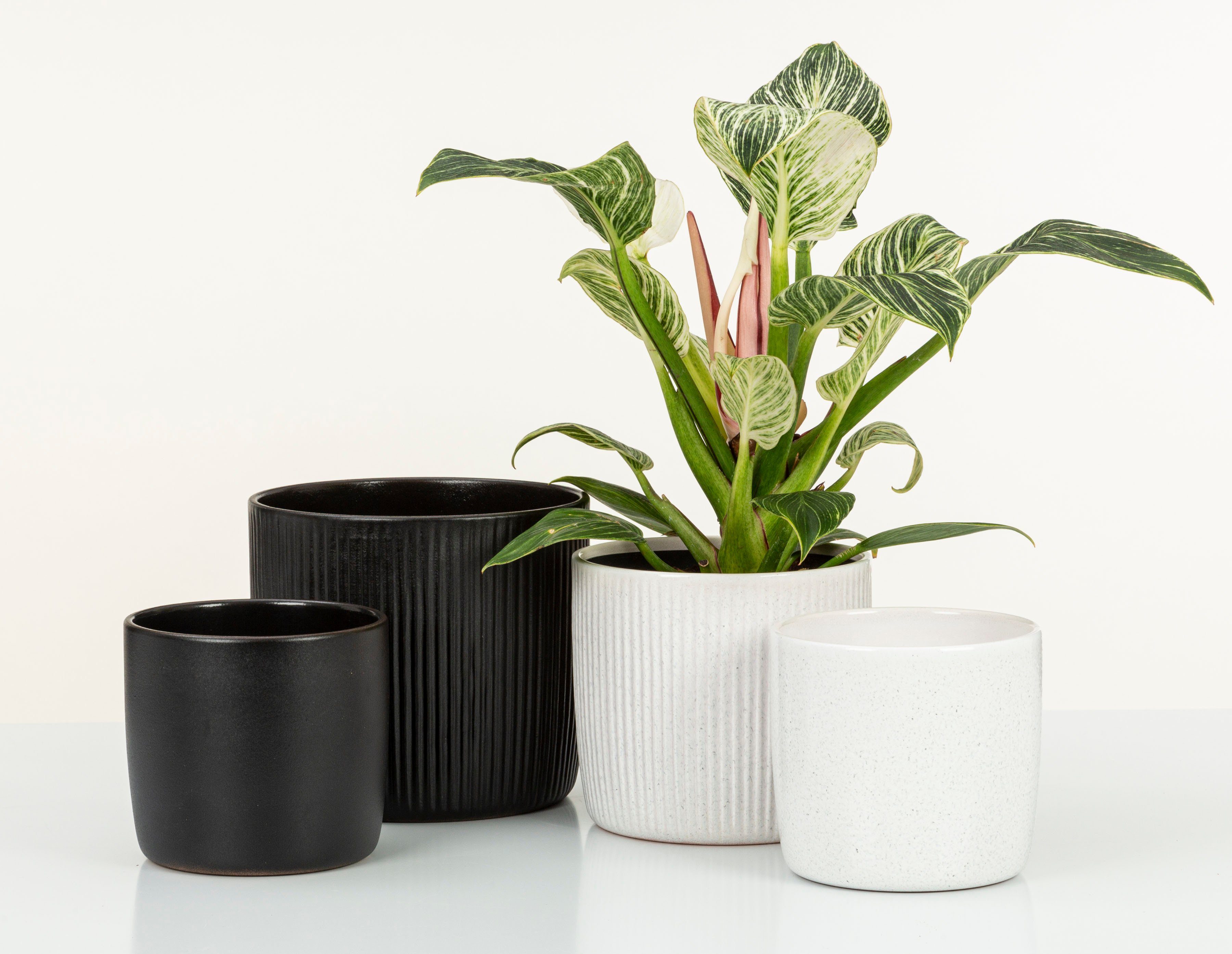 Scheurich Blumentopf 909/28 perla günstig online kaufen
