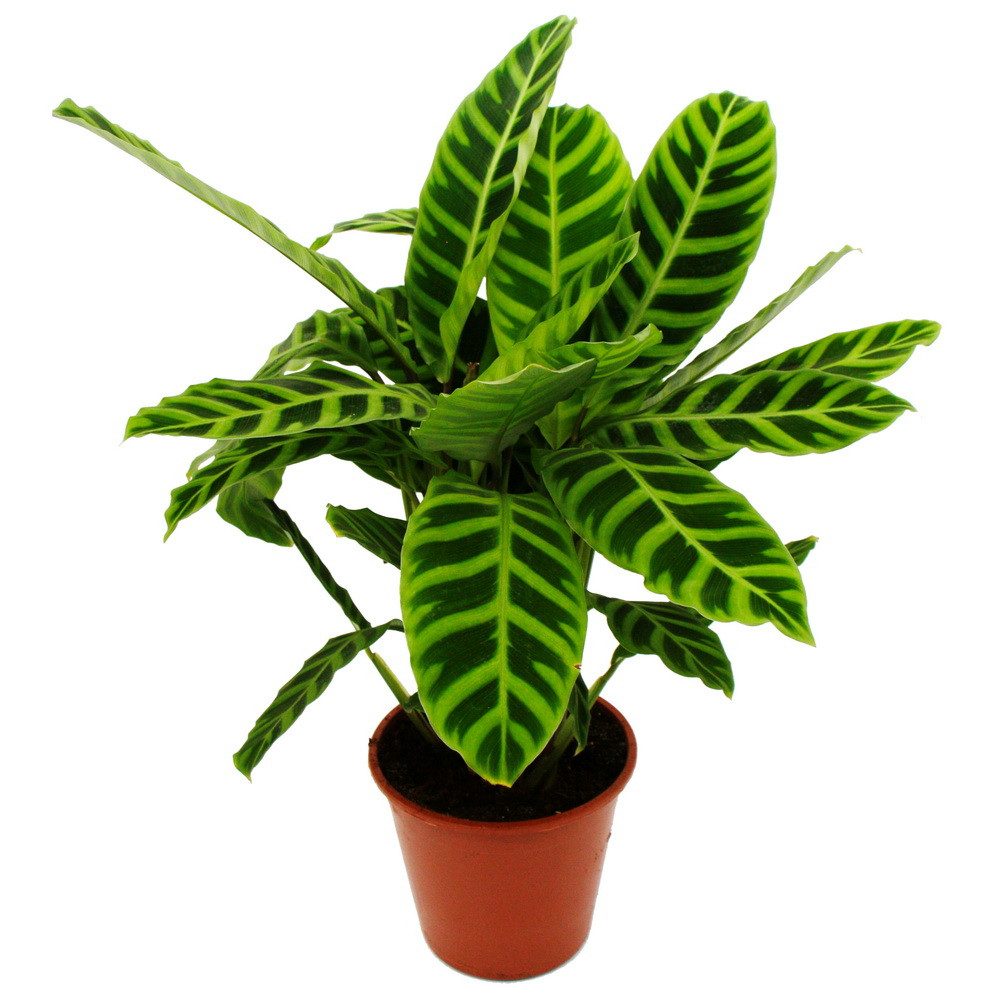 Exotenherz Zimmerpflanze Gestreifte XXL-Schattenpflanze Calathea zebrina 19cm Topf