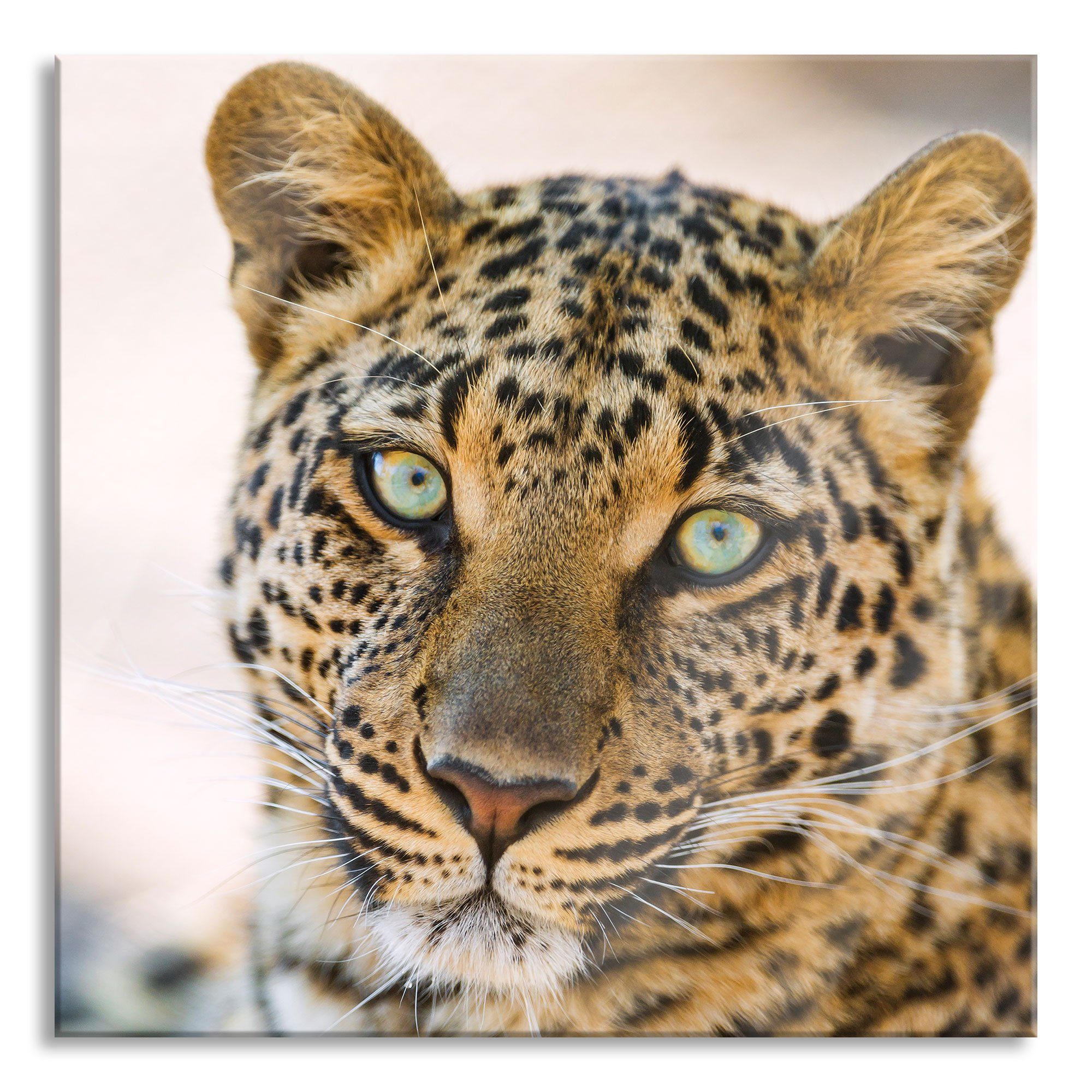 inkl. Pixxprint schöner Echtglas, schöner Abstandshalter Glasbild aus St), und (1 Aufhängungen Glasbild Leopard, Leopard