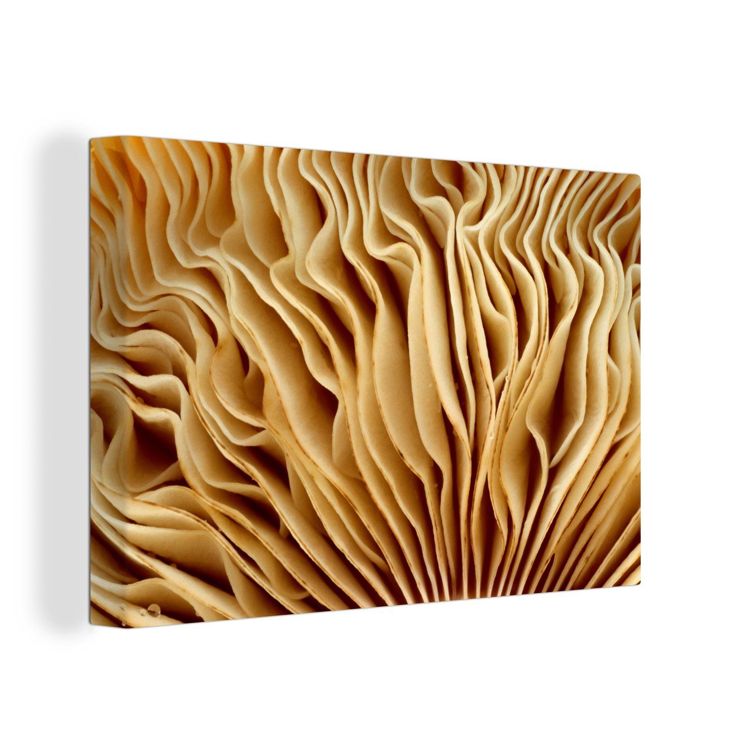 OneMillionCanvasses® Leinwandbild Bild eines Pilzes, (1 St), Wandbild Leinwandbilder, Aufhängefertig, Wanddeko, 30x20 cm