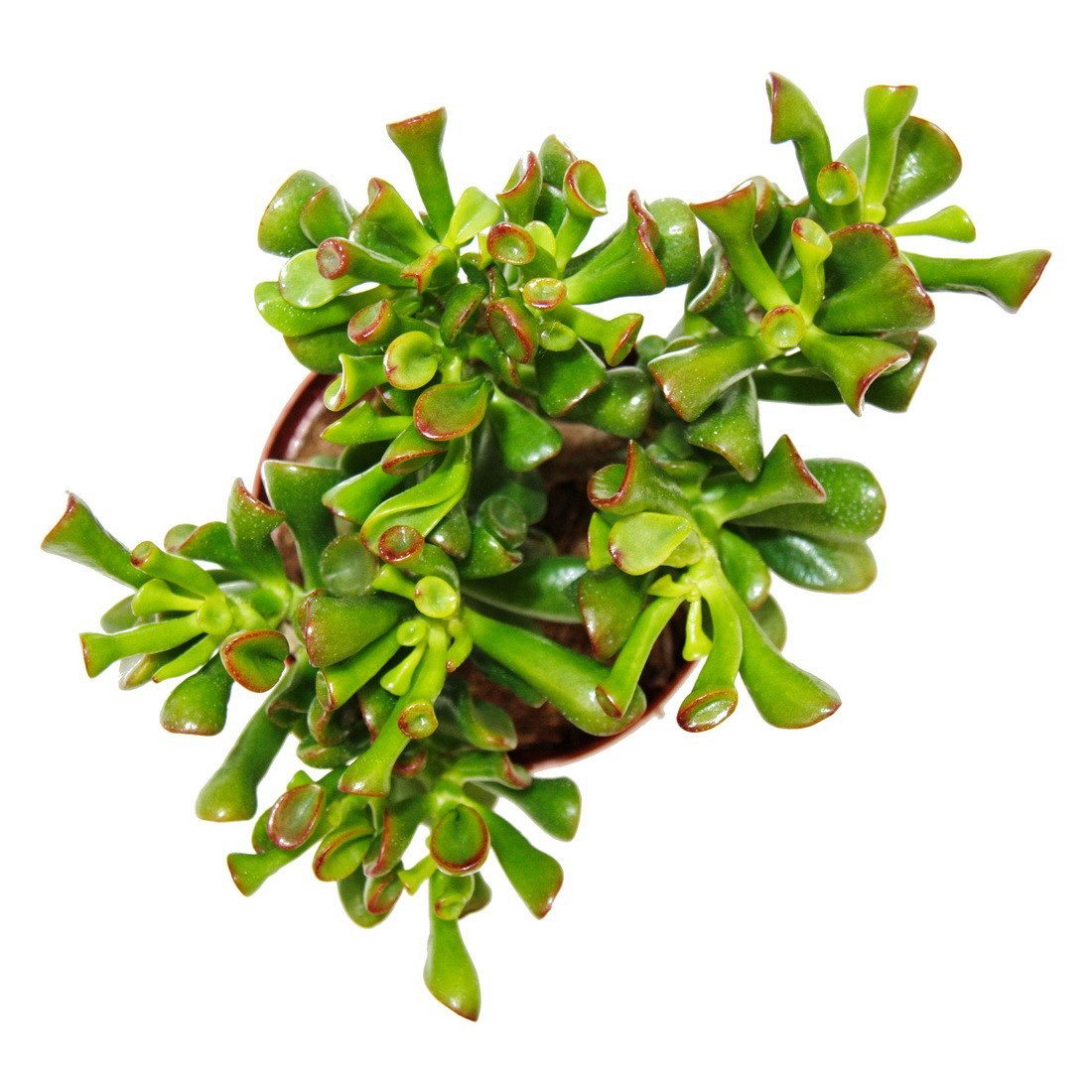 Exotenherz Kaktus Dickblatt Löffelbaum Crassula "Hobbit" Sukkulente 12cm To günstig online kaufen