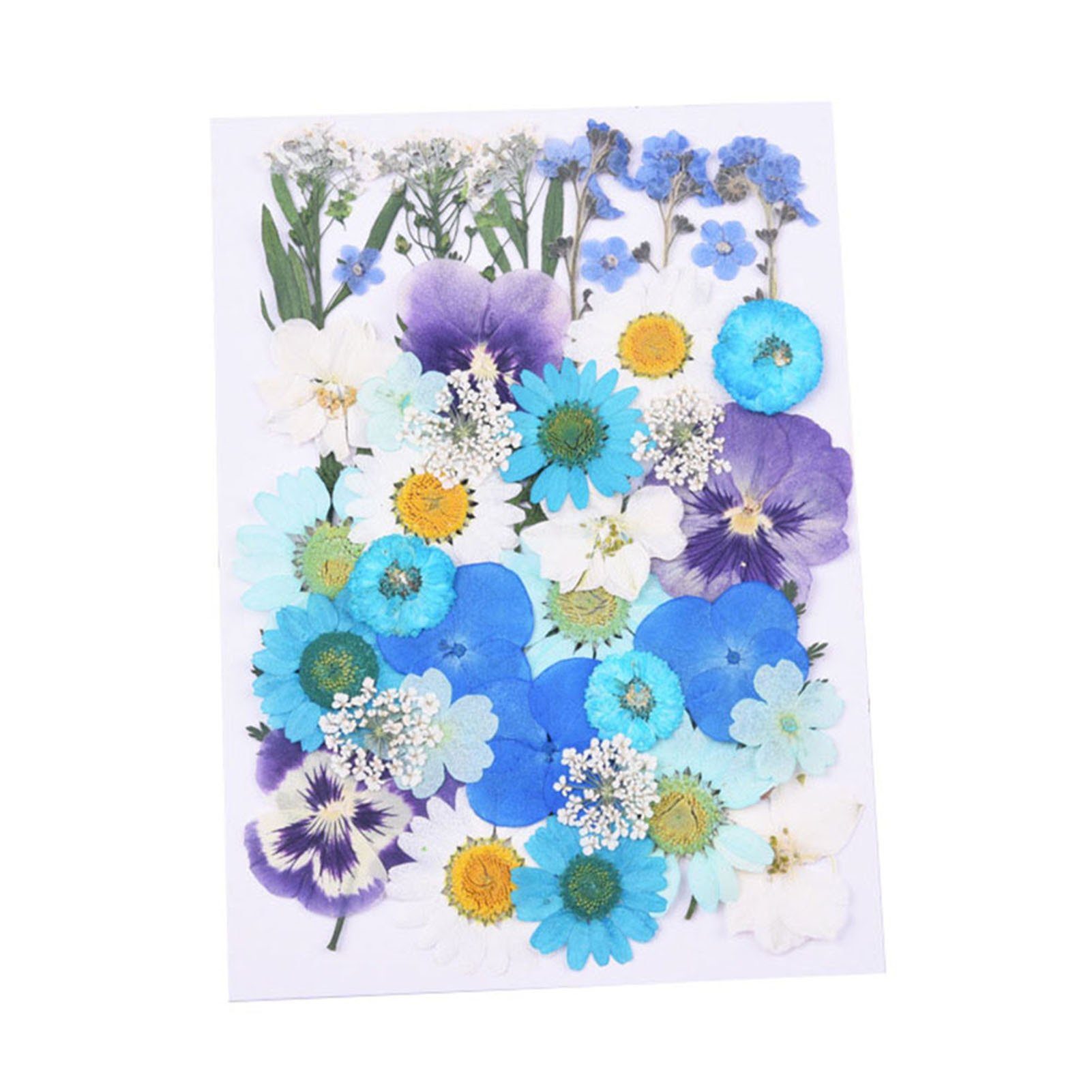 Trockenblume Trockenblumen-Set Zum Getrocknetes, Blumen, Selbermachen, Blusmart spring Gepresste blue