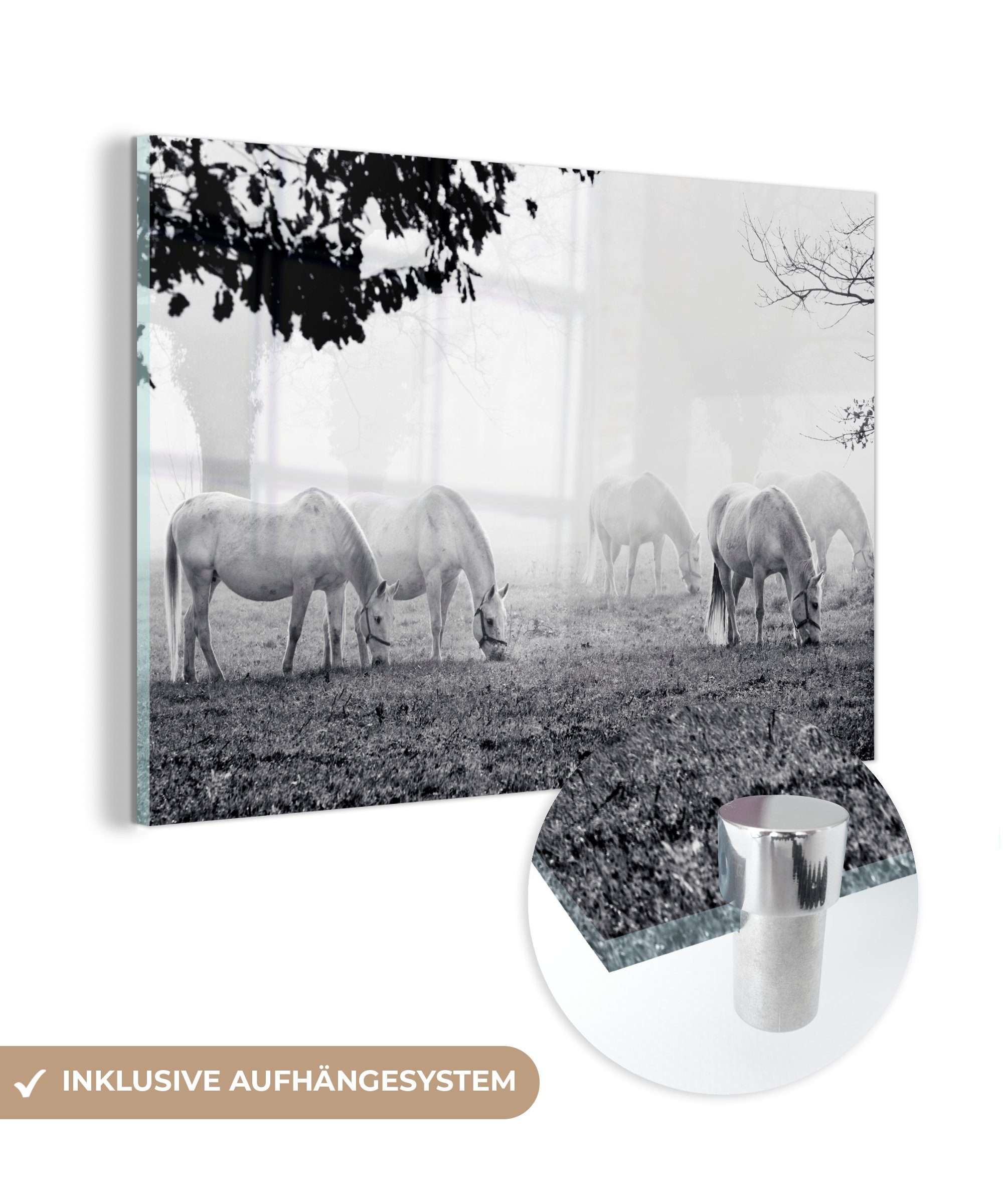 & - Wohnzimmer Acrylglasbild - Schwarz Weiß, MuchoWow - Schlafzimmer Pferde (1 Lipizzaner St), Acrylglasbilder