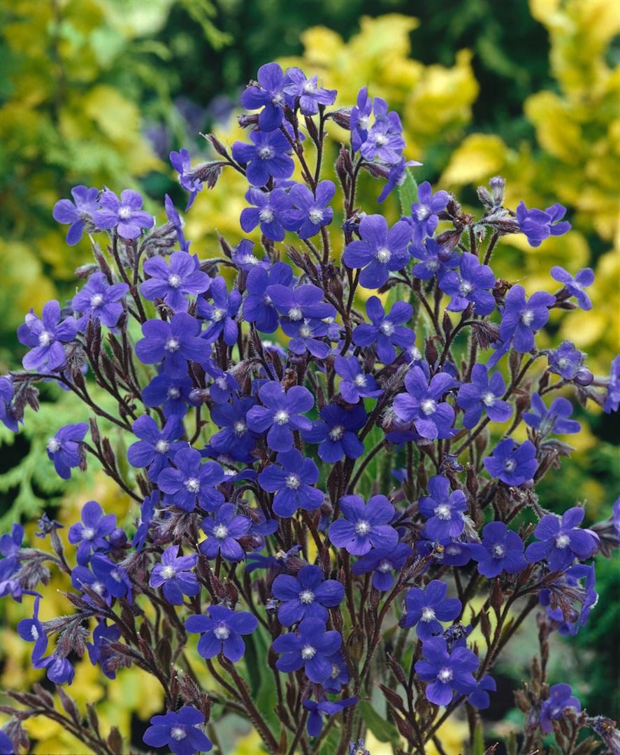 Pflanzen für Dich Staude Anchusa azurea Loddon Royalist, 1 St., Große Ochsenzunge, Italienische Ochsenzunge