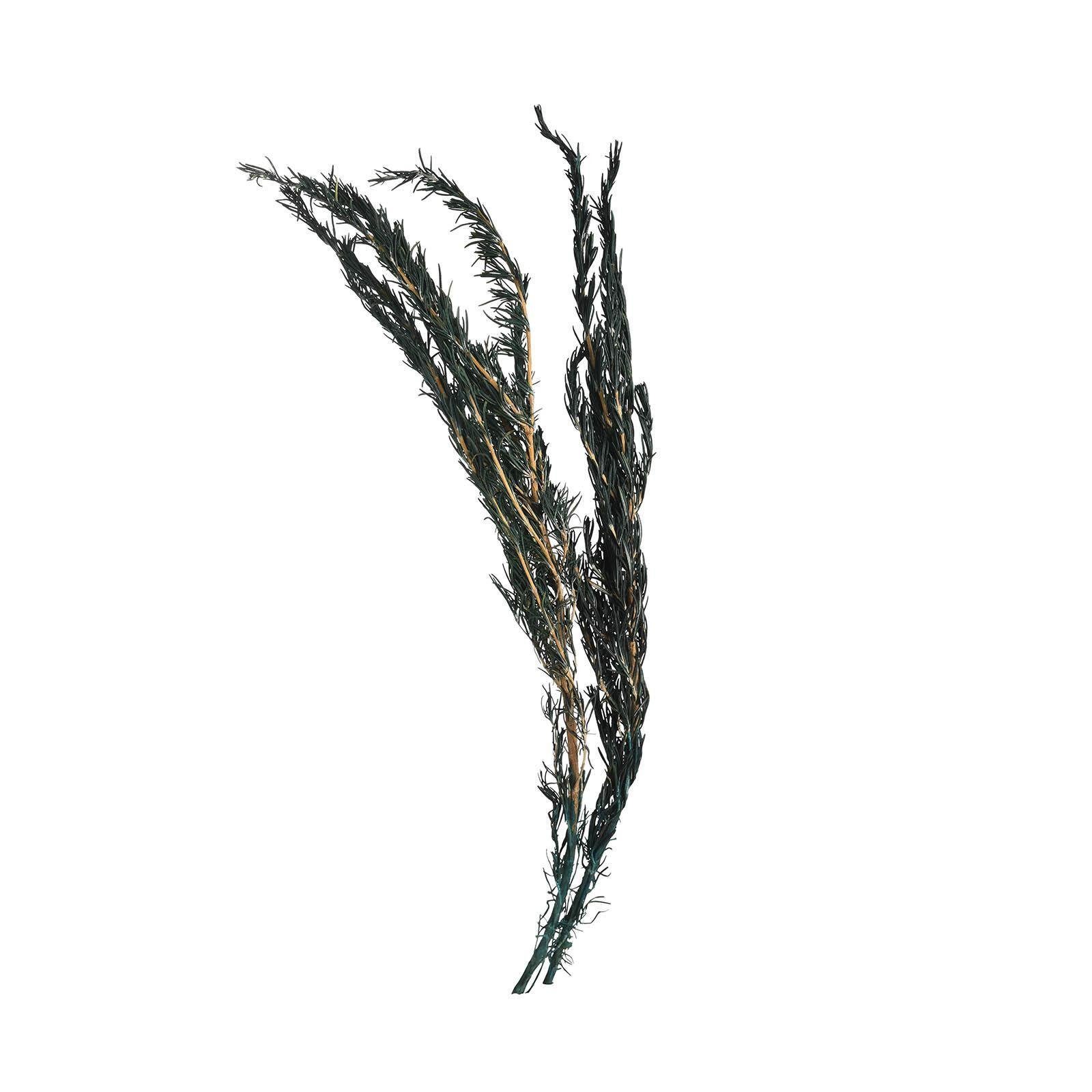 Rosmarin, Trockenblume, Depot, aus Kilogramm 0.025 Trockenblume Inhalt: Trockenblumen-Zweig