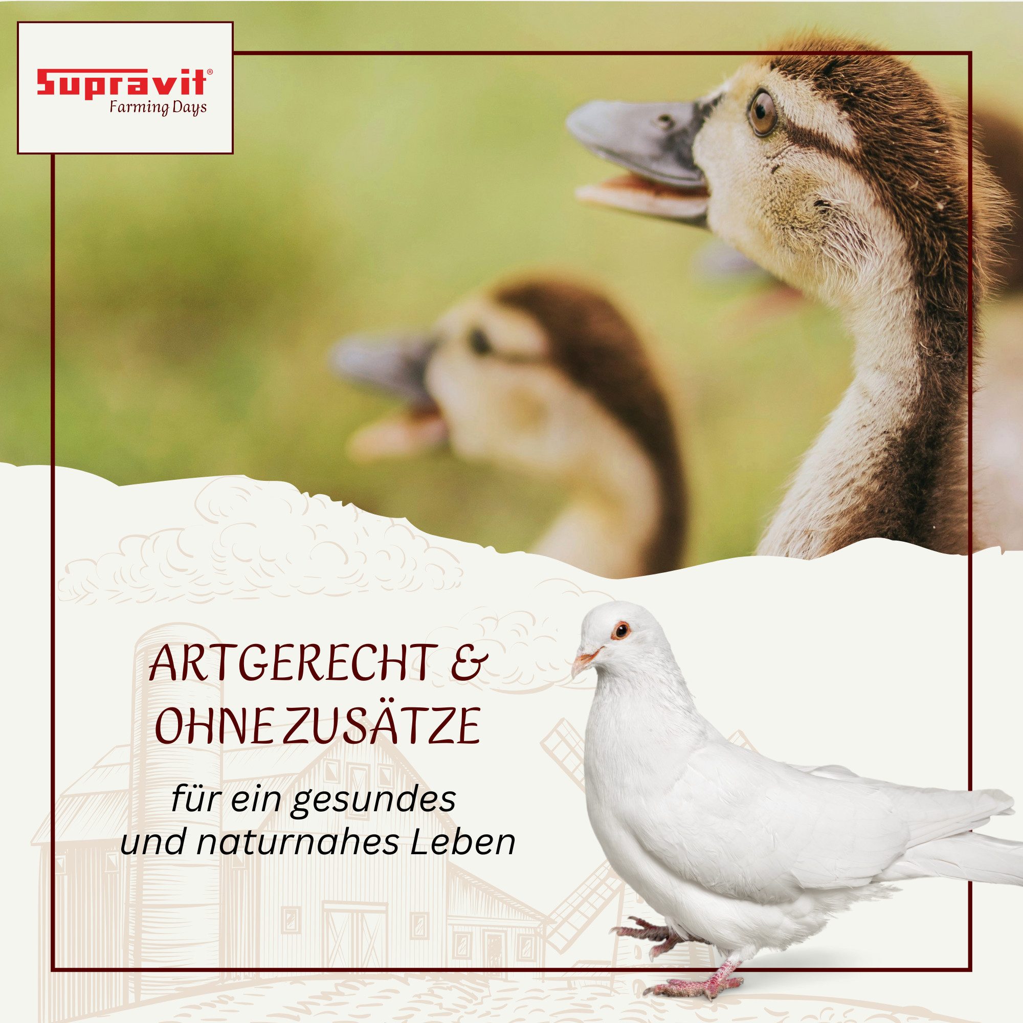 Supravit Hafer ganz 25kg Frischer gelber Futterhafer natürlich & ungeschält, Ergänzungsfutter für: Nutz-/ Wildtier