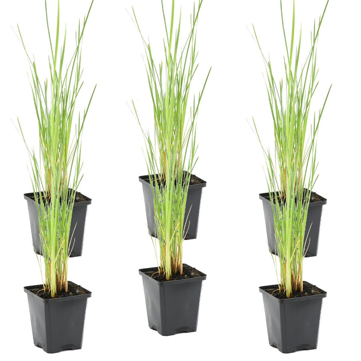 Bloomique Wasserpflanze Bloomique - 6er Set - Typha Latifolia - Breitblättriger Rohrkolben - T, 6 St.