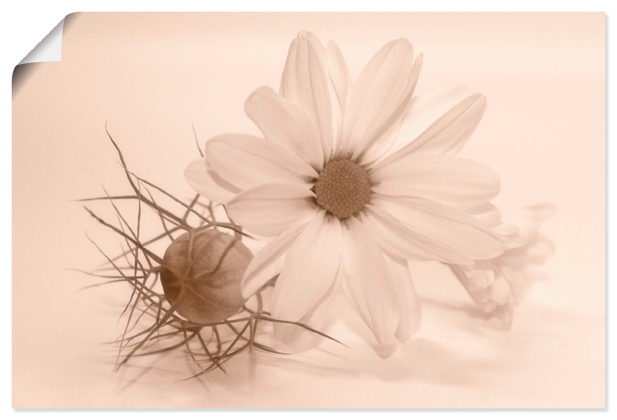 als Chrysantheme, Artland in Größen St), Wandbild Blumen Leinwandbild, versch. Wandaufkleber Alubild, (1 oder Poster