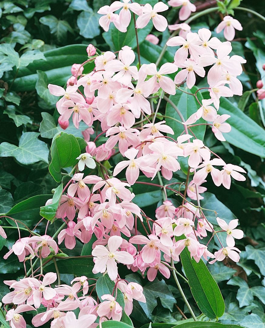 Pflanzen für Dich Kletterpflanze Clematis armandii Apple Blossom, 1 St., Clematis, Waldrebe, immergrün, duftend
