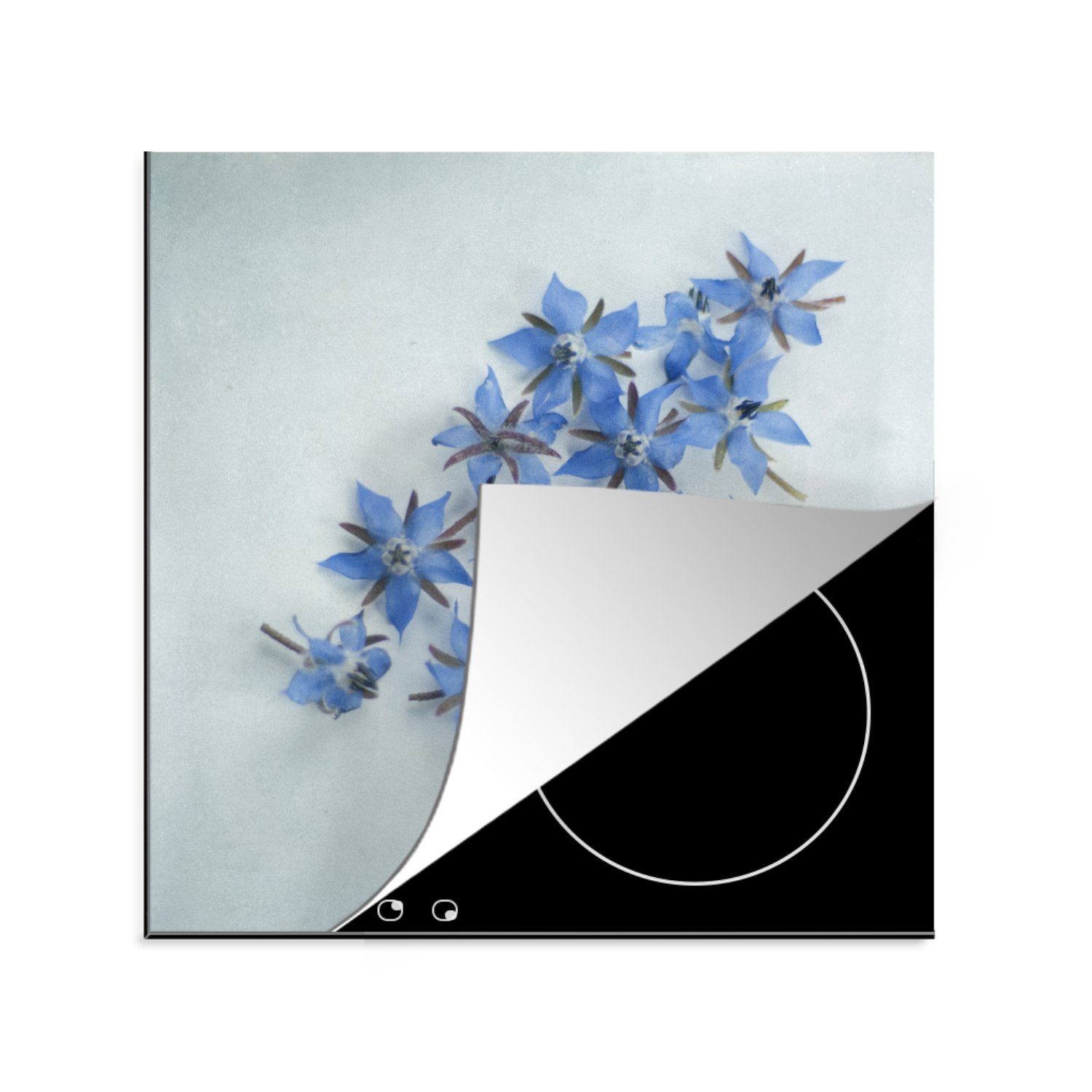 Herdblende-/Abdeckplatte Borretschblüten 78x78 tlg), cm, Blaue auf küche Hintergrund, Ceranfeldabdeckung, für Arbeitsplatte (1 MuchoWow hellblauem Vinyl,