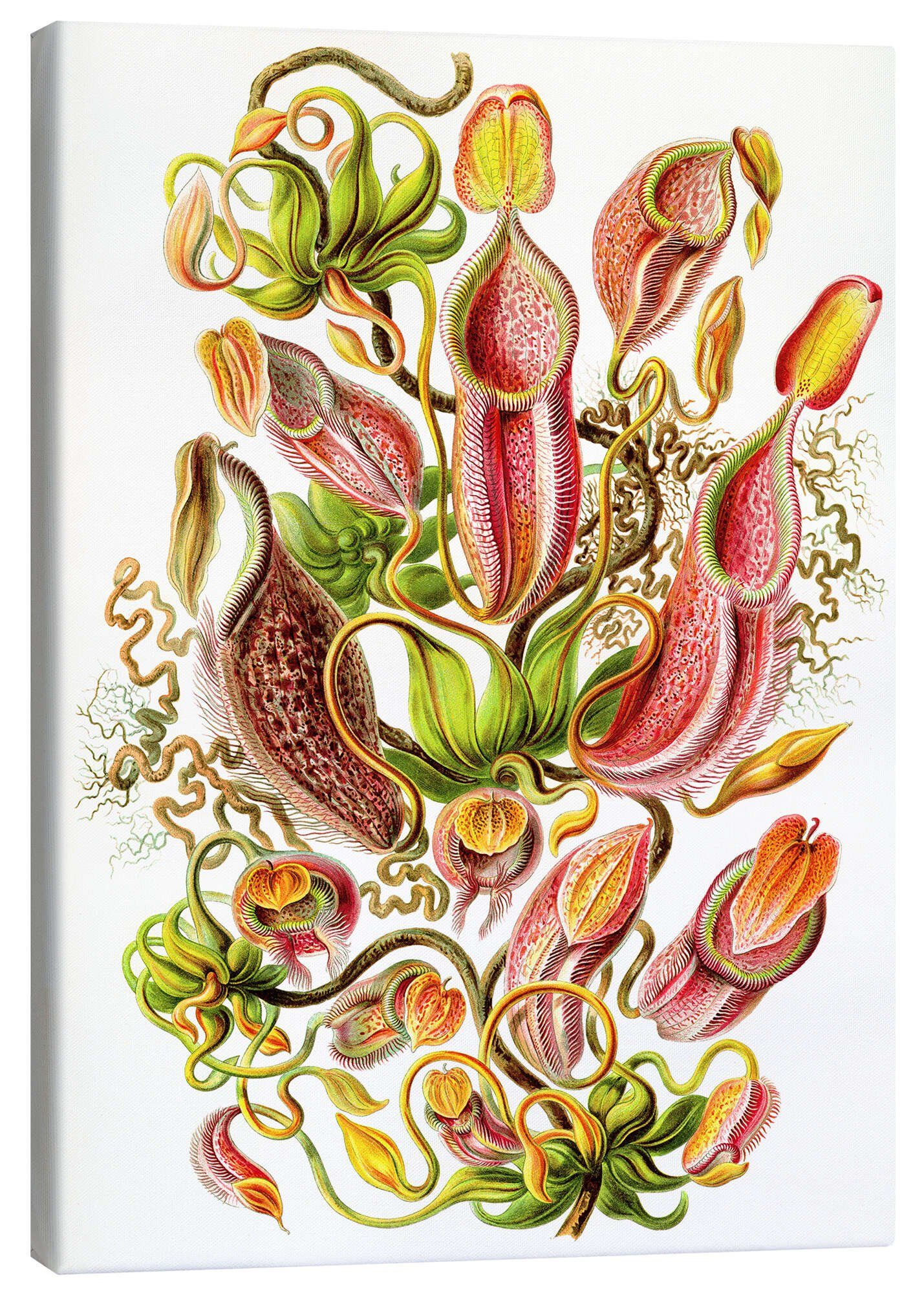 Posterlounge Leinwandbild Ernst Haeckel, Kannenpflanzen, Nepenthaceae (Kunstformen der Natur, 1899), Malerei