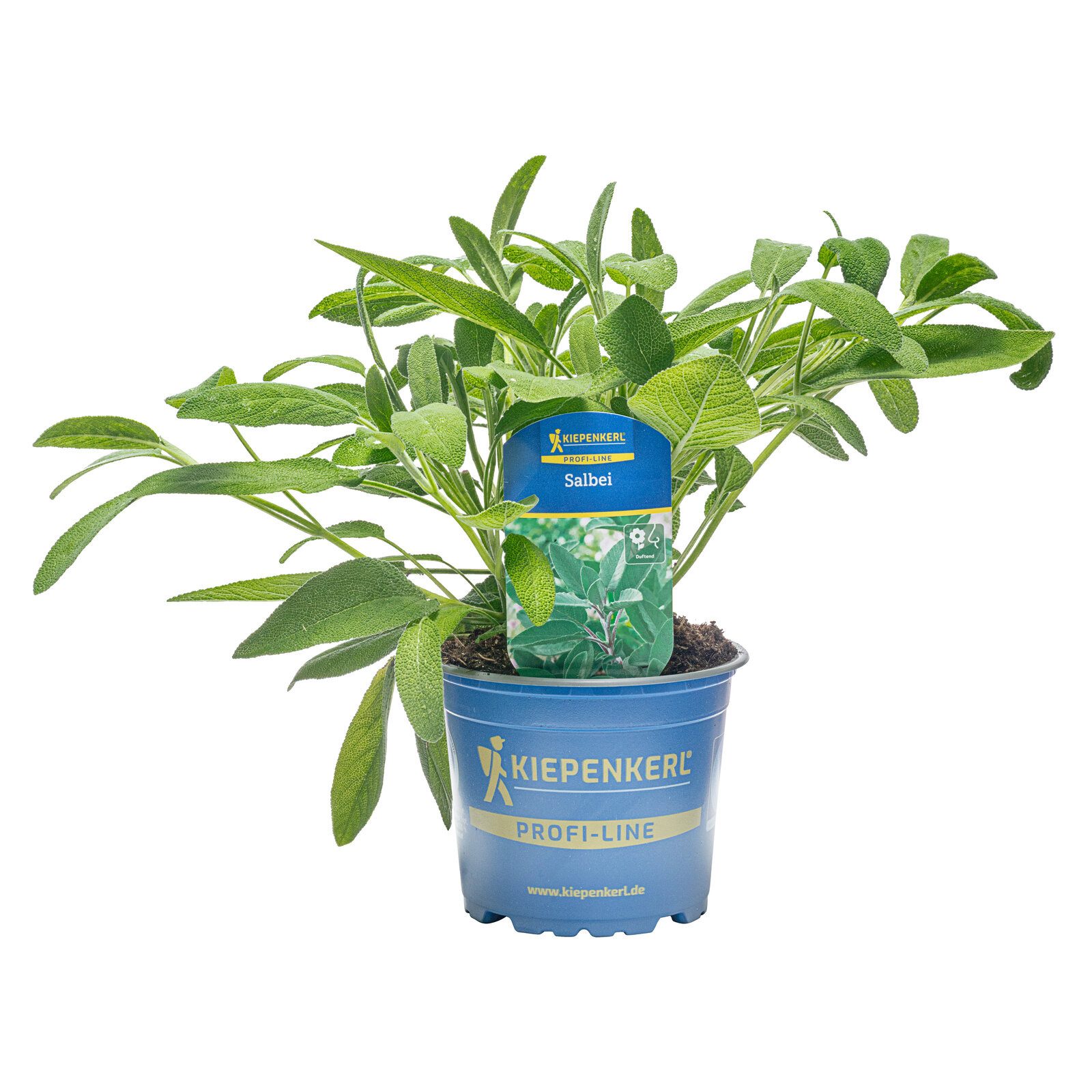 Pflanzen für Dich Gewürzkraut Silber-Salbei 12cm Topf